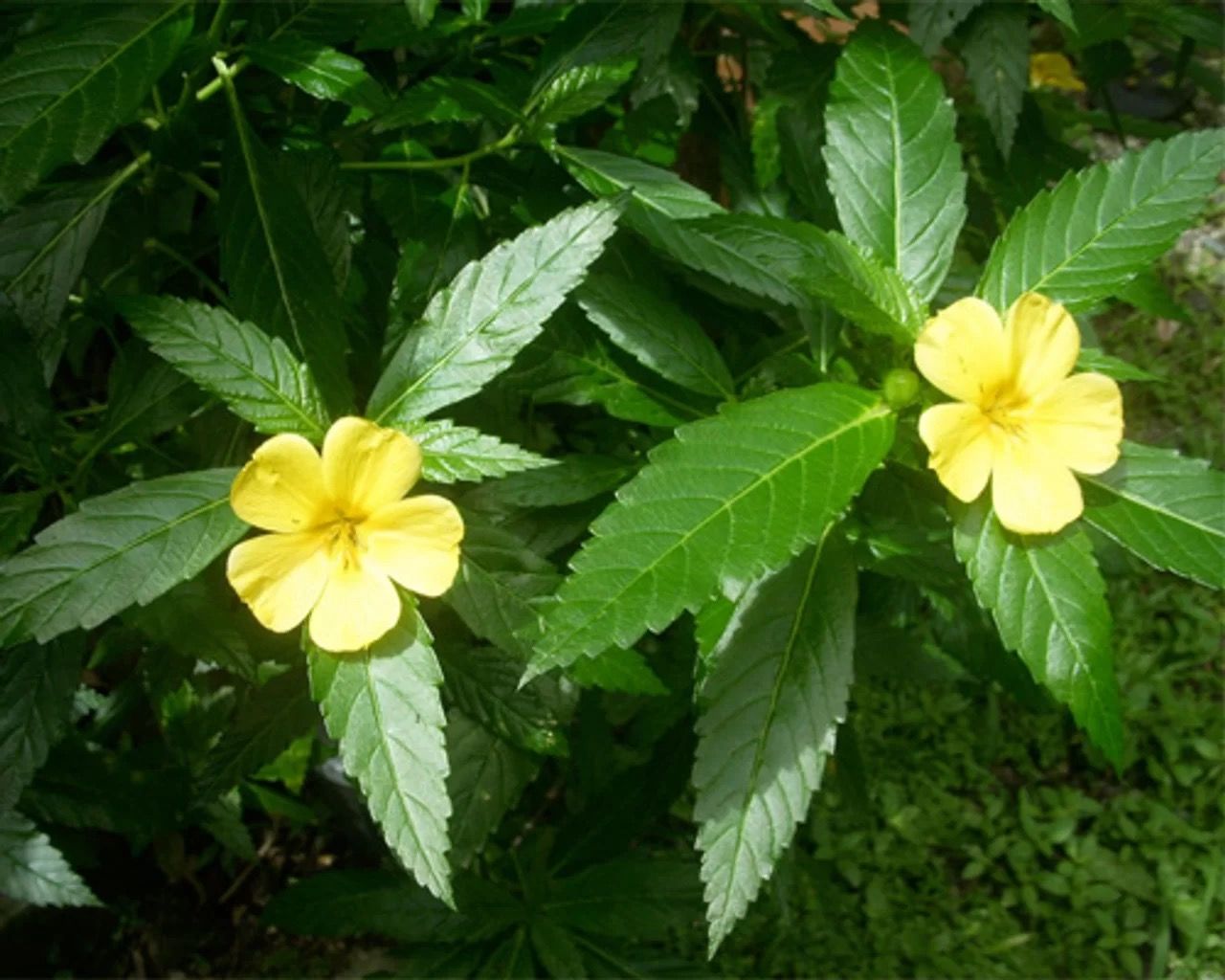 damiana