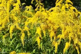 ALTINBAŞAK (GOLDENROD) FAYDALARI