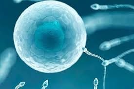 Sperm için destekler