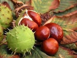 AT KESTANESİ TOHUMU (Aesculus hippocastanum) 