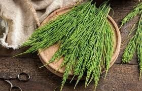 Atkuyruğu Otu (Equisetum arvense):