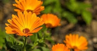 AYNISEFA  CALENDULA