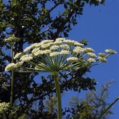 Peynir otu,Suh; (Zosima absinthifolia)
