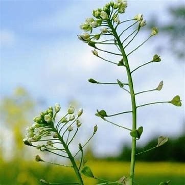 Çoban çantası (Capsella bursa-pastoris),