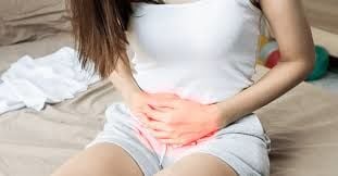 Vaccinium macrocarpon turna yemişi veya amerikan kızılcığı