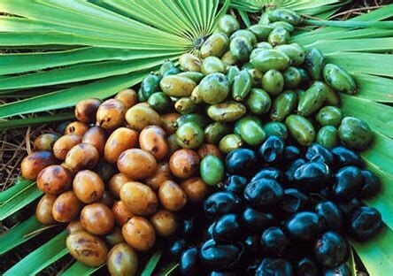 Adı cüce ama etkileri dev bitki Saw Palmetto: Saç, Üreme ve Genel Sağlık İçin Faydalar