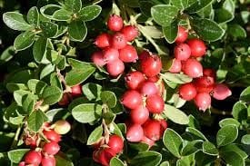 Vaccinium macrocarpon Turna yemişi 