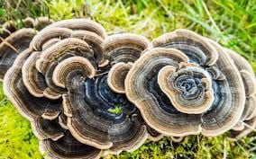 Koriolus Mantarı (Turkey Tail Mushroom) Nedir?