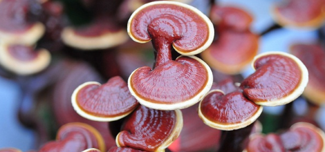 Reishi Mantarı (Ganoderma lucidum) Nedir?