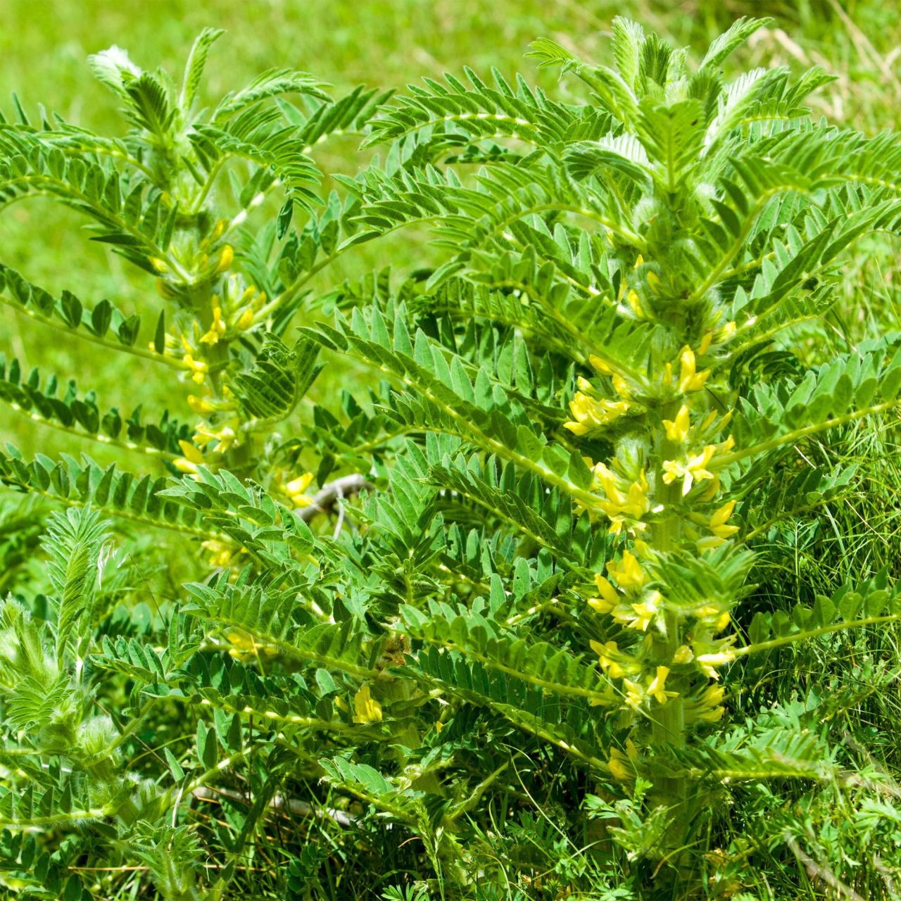 Astragalus membranaceus,
