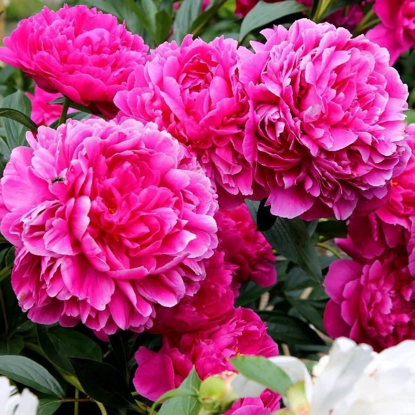 Paeonia ; Çin Şakayığı