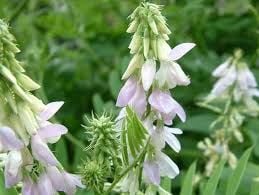Galega officinalis,
