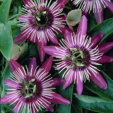 Passiflora