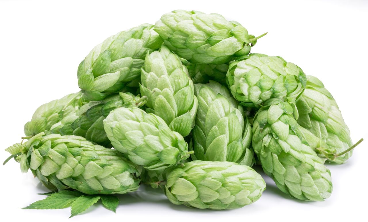 Şerbetçi otu (Humulus lupulus)