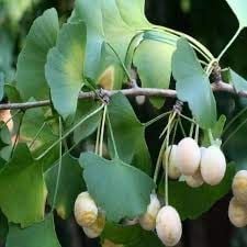 Ginkgo Biloba ve Sperm Kalitesi