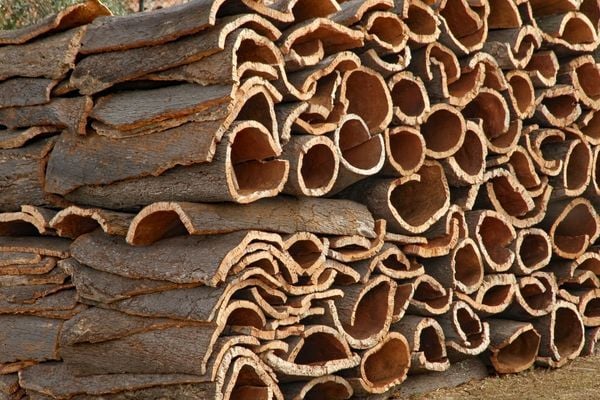 Barut Ağacı: Nedir, İçeriği ve 5 Faydası
