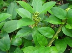 Gurmar Bitki Çayı 50gr  (Gymnema sylvestre)